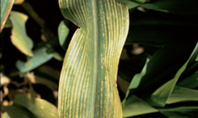 царевица ведостиг на магнезии