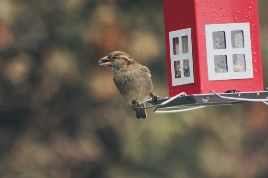 bird