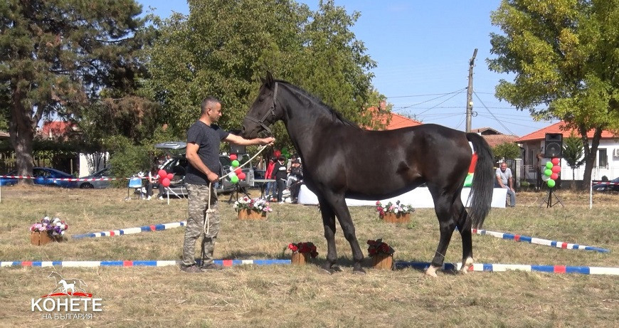 Конете на БГ