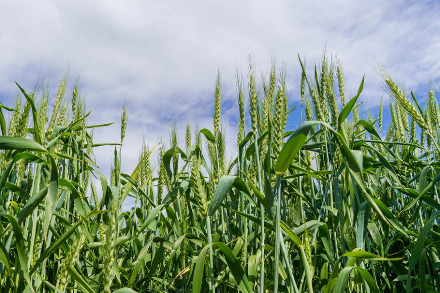 пшеници поле 1