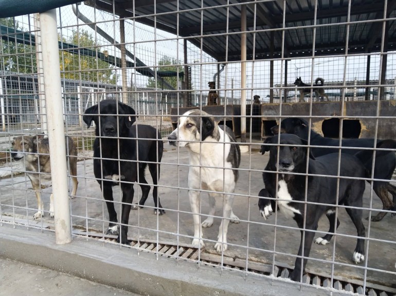 Dogs