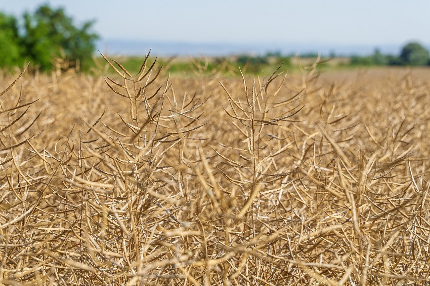 Рапица Декалб