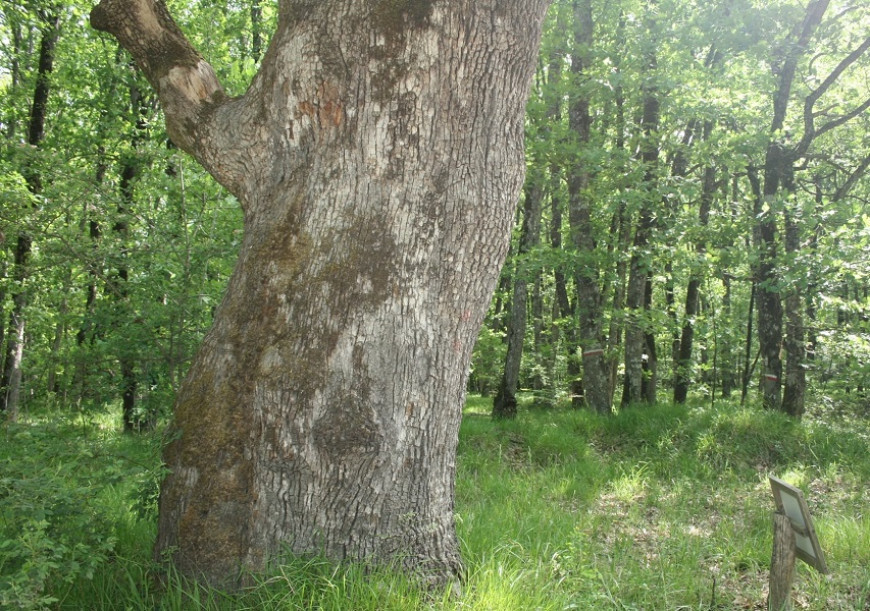 вековни дървета