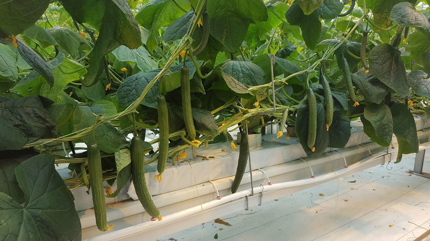 cucumbers