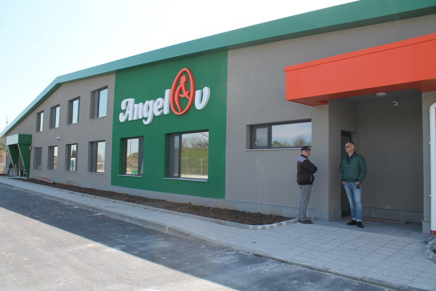 цех ангелов яйца