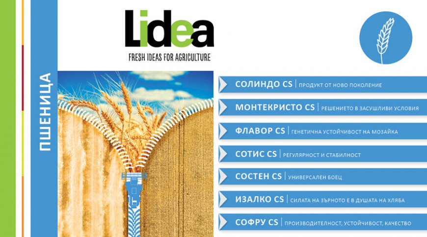 лидеа пшеница