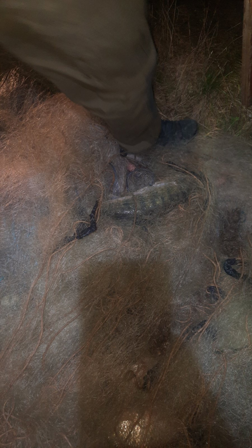 ИАРА Плевен