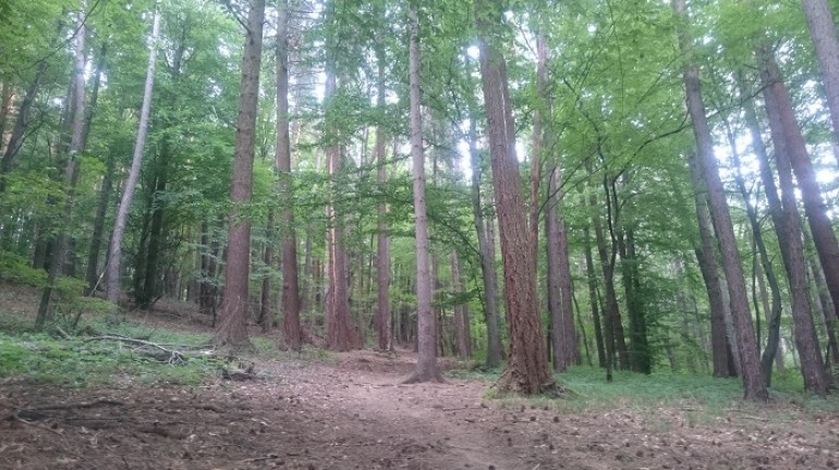 Forest