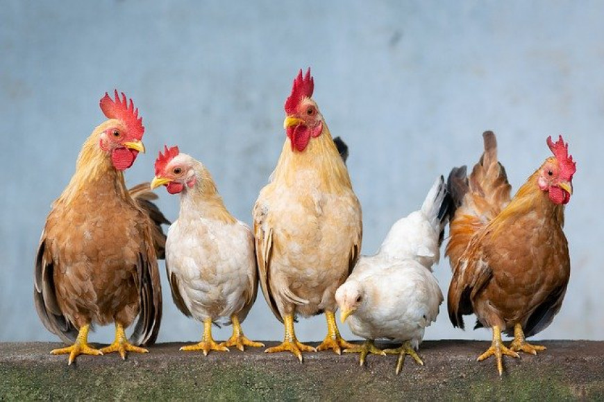 chickens