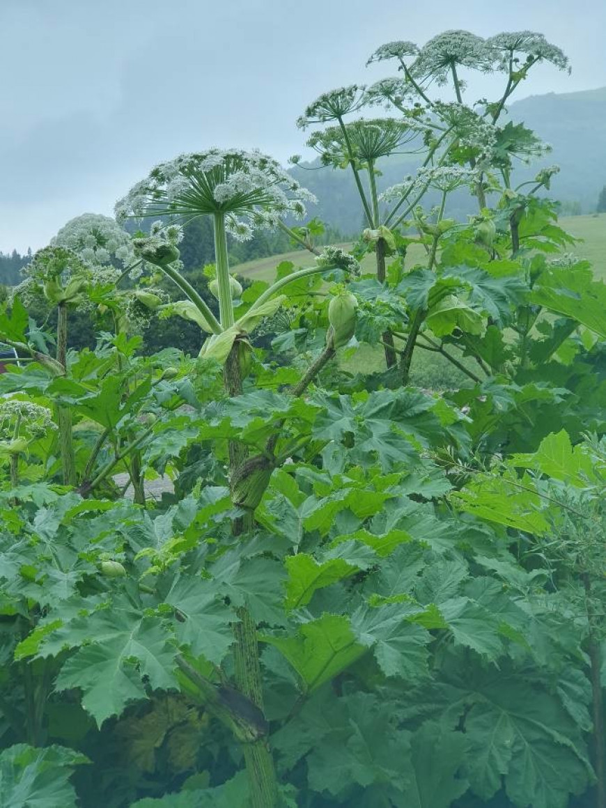 Heracleum mantegazzianum Sommier et Levier