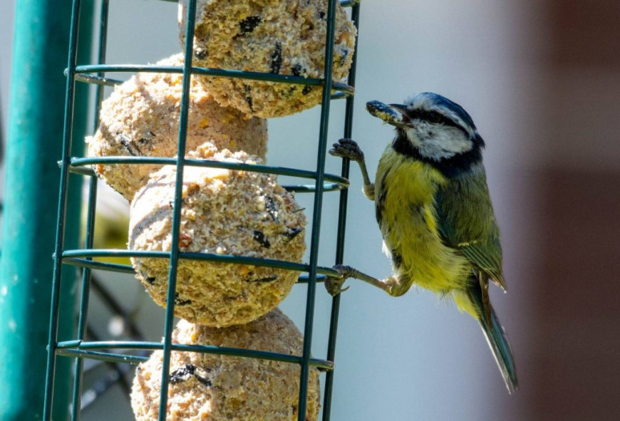 bird
