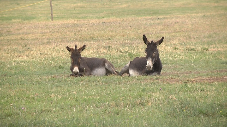 donkey
