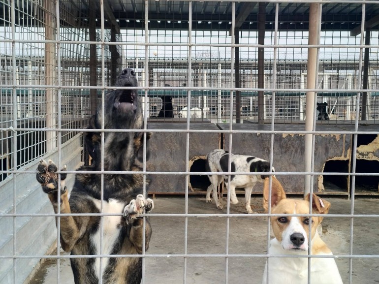 Dogs