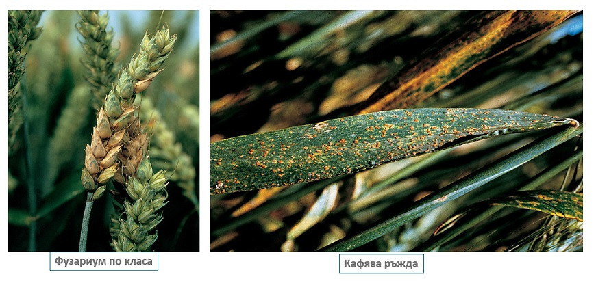 Fuzarium