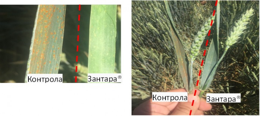 Zantara