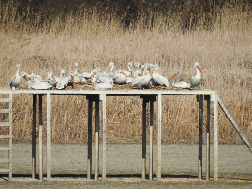 Къдроглави пеликани