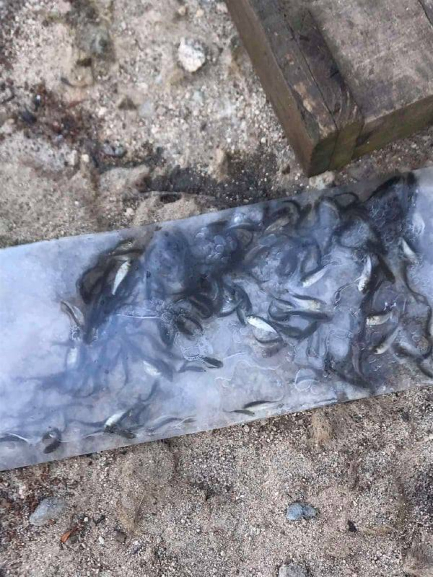 зарибяване