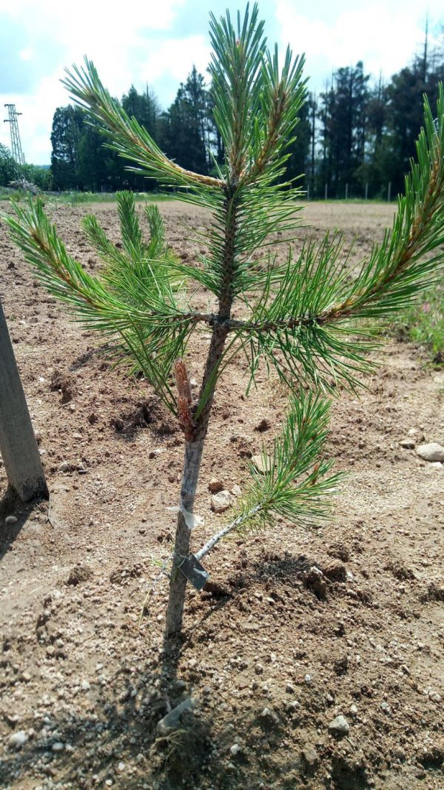 семеконтрол