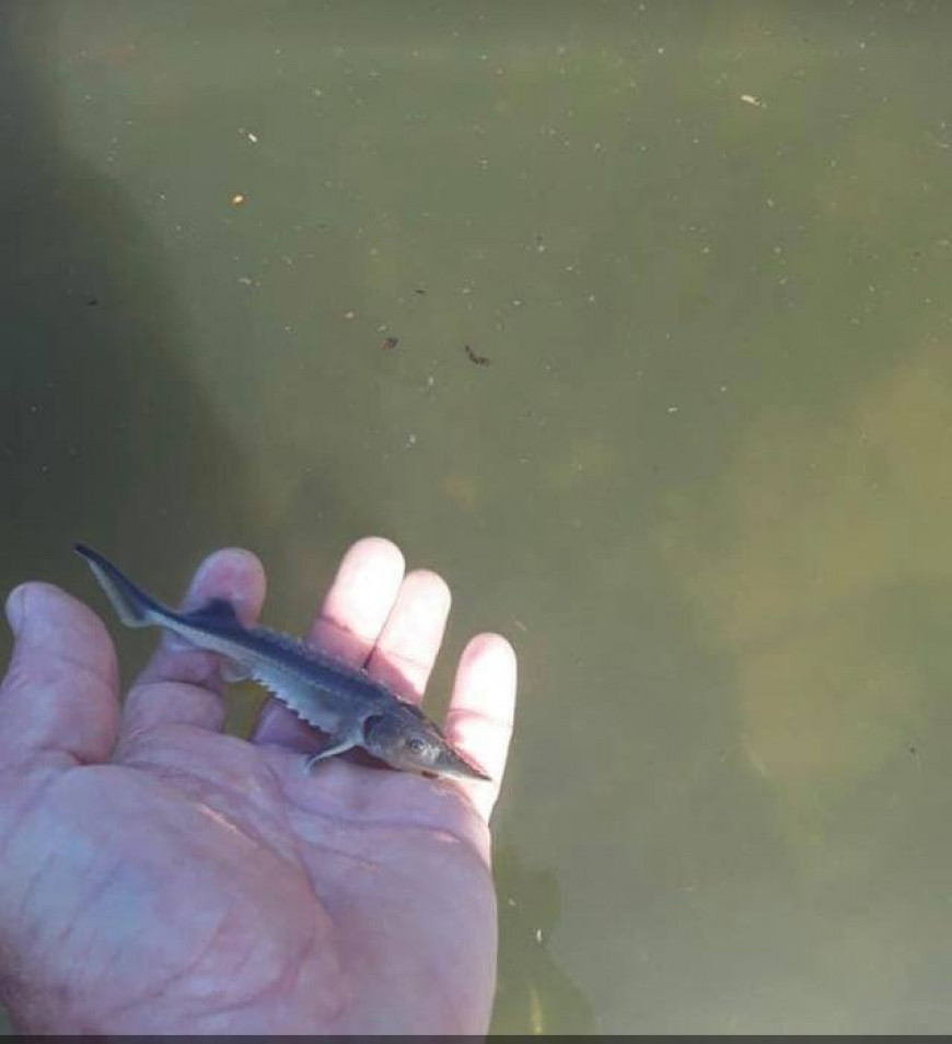 зарибяване