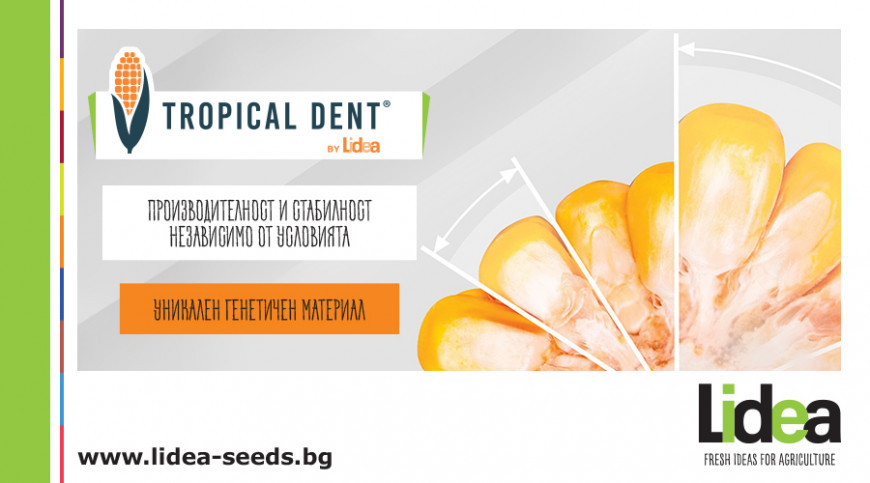 лидеа царевица