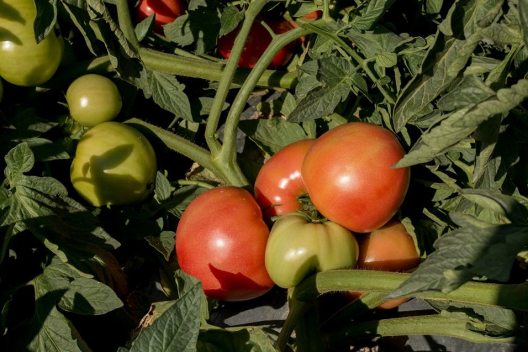 tomatoSyngenta