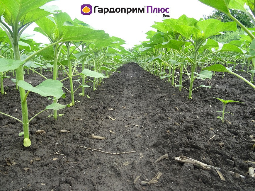 Синджента Гардоприм