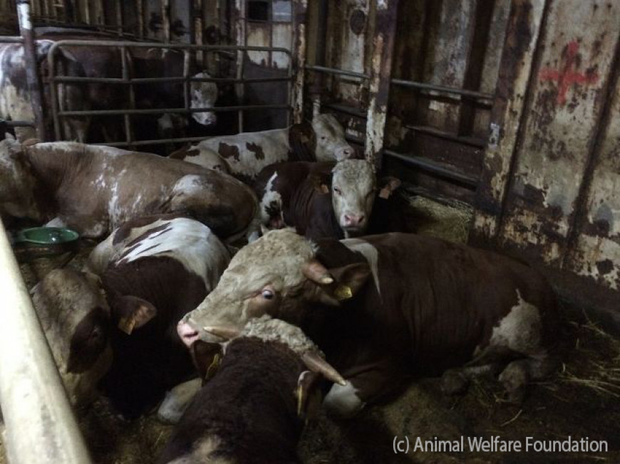 Animal Welfare Foundation