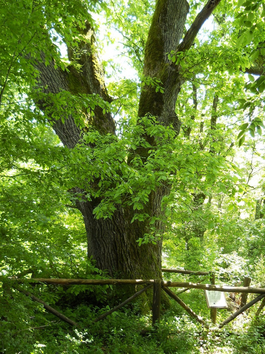 вековни дървета