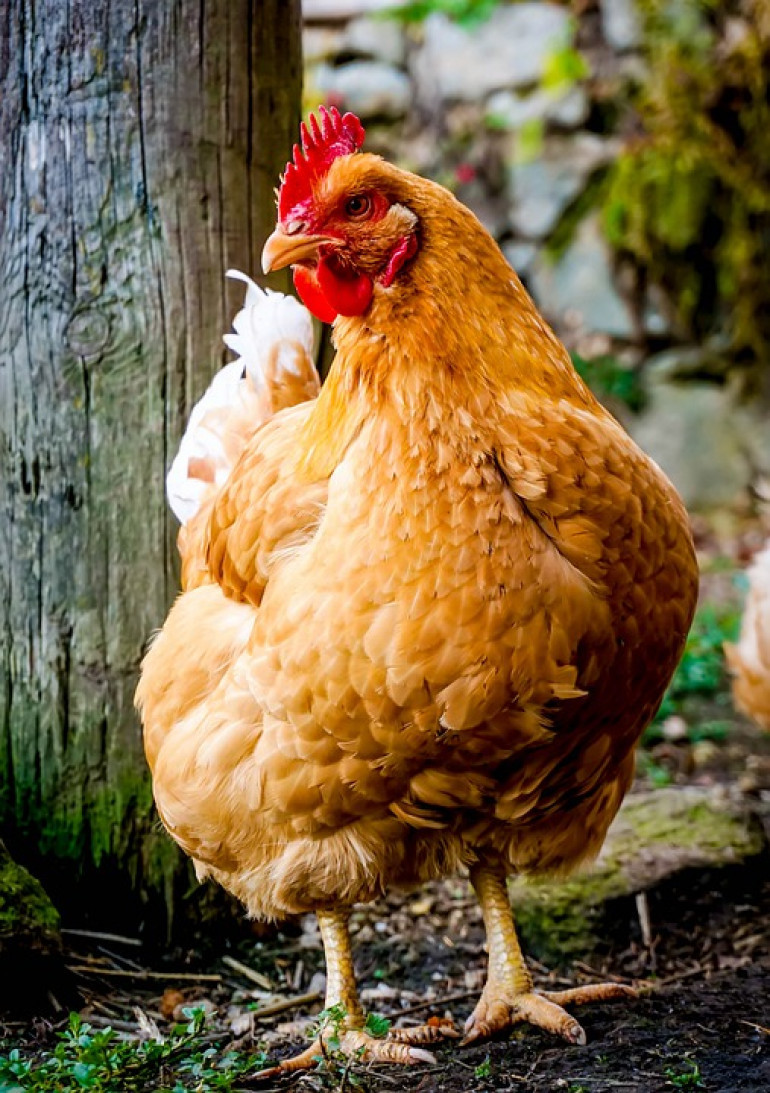 hen