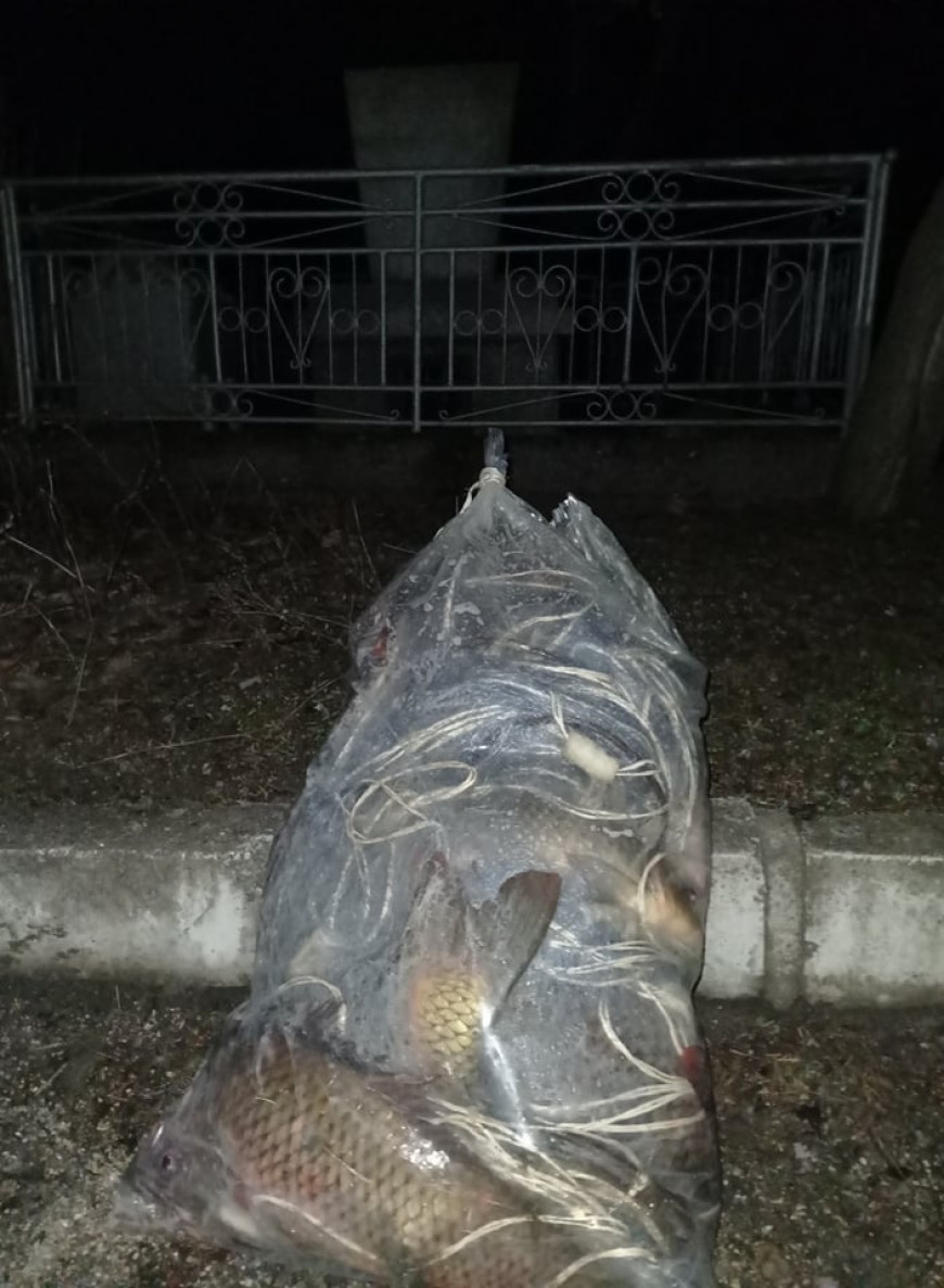 Розов кладенец