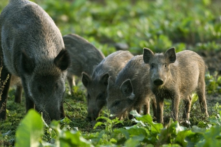 wildpig