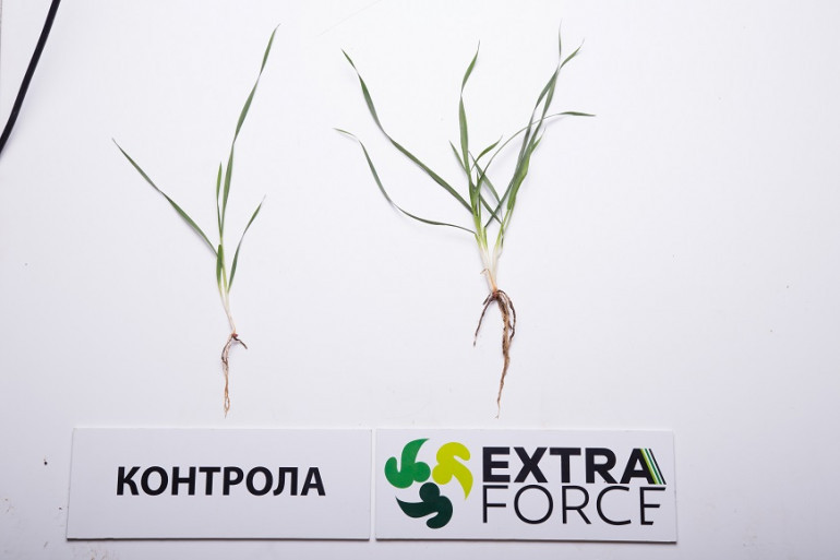 ExtrafORCE