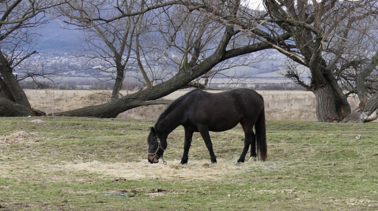 Дунавски кон