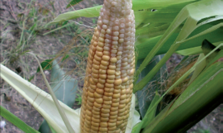 недостиг на бор