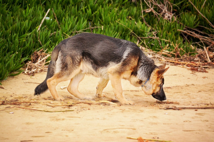 K9