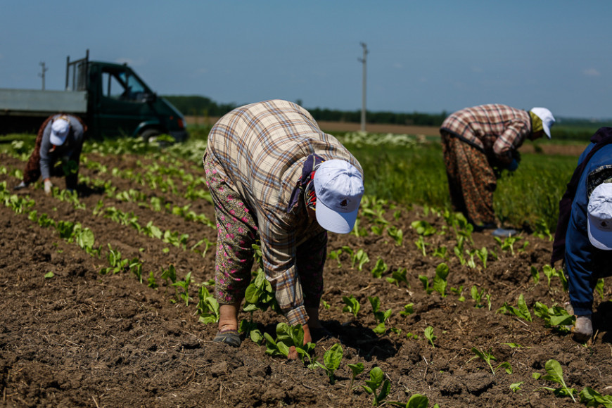тютюн расаждане