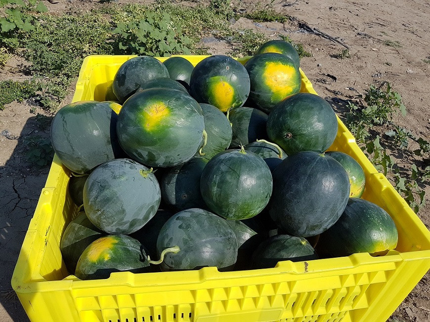 дини Морена