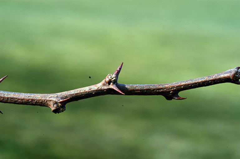 Robinia pseudoacacia