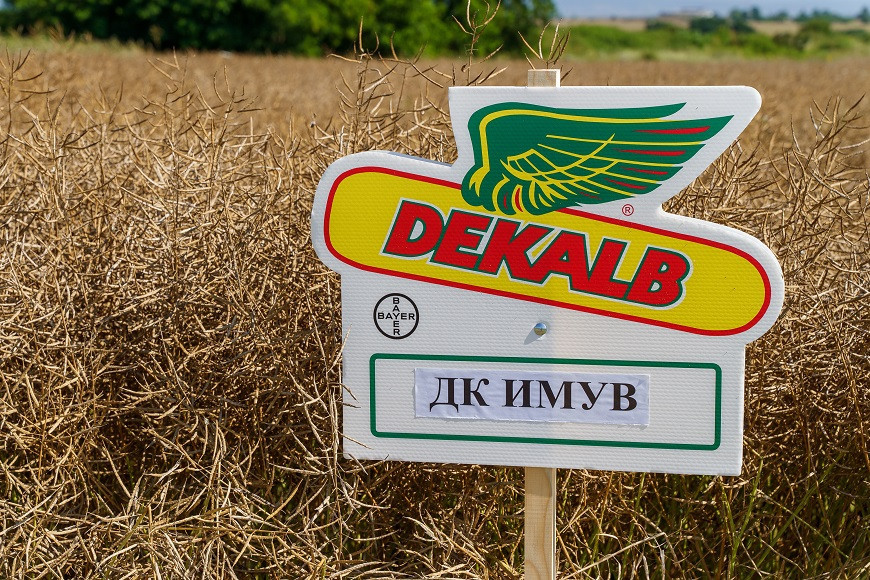 хибридиДекалб