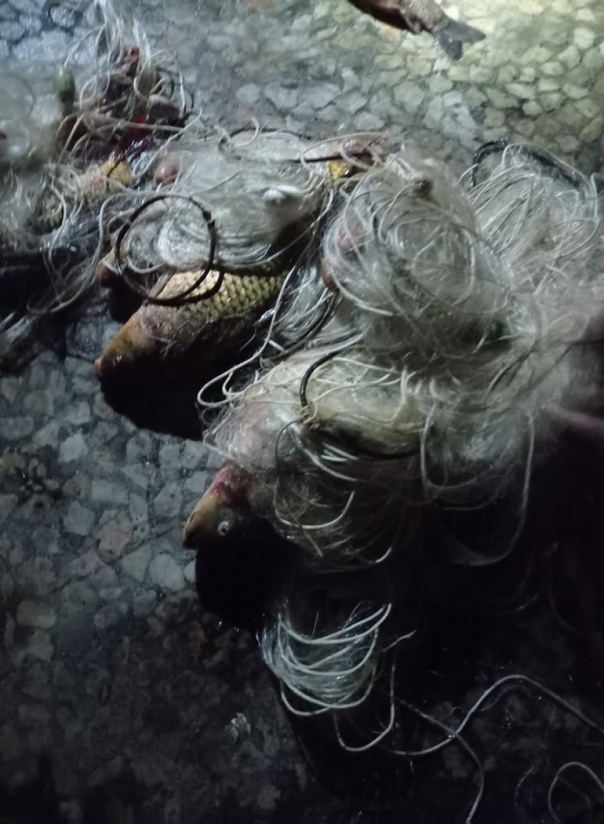 Розов кладенец