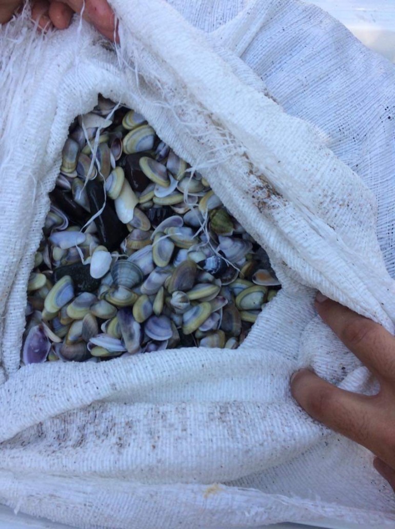 Бяла пясъчна мида