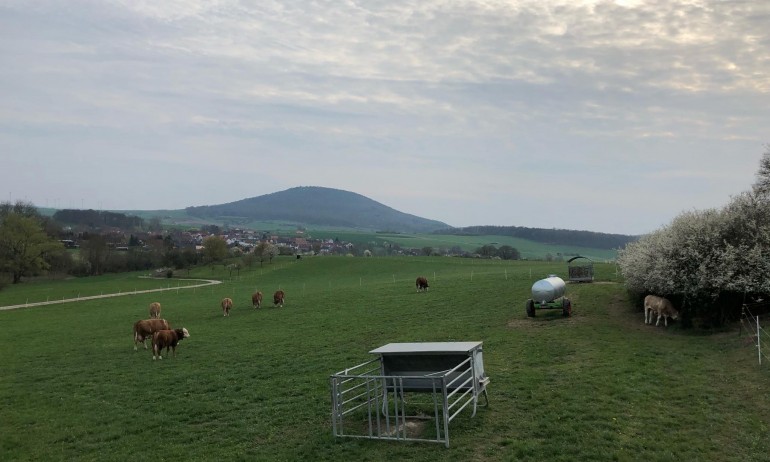 Пасището на стадото Симентал