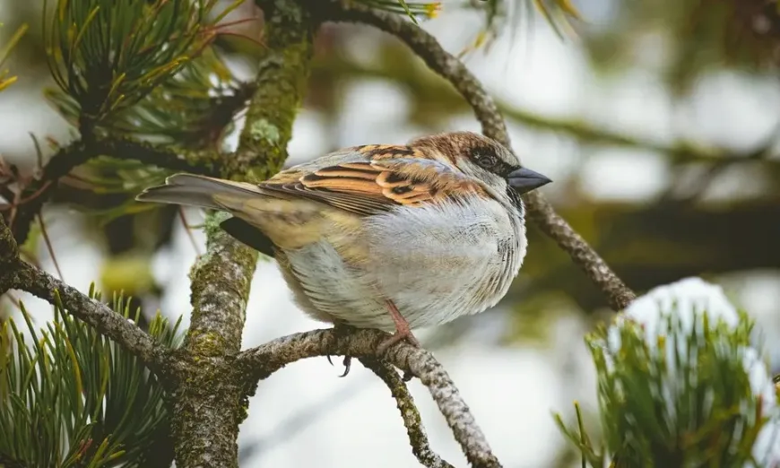 winter-birds