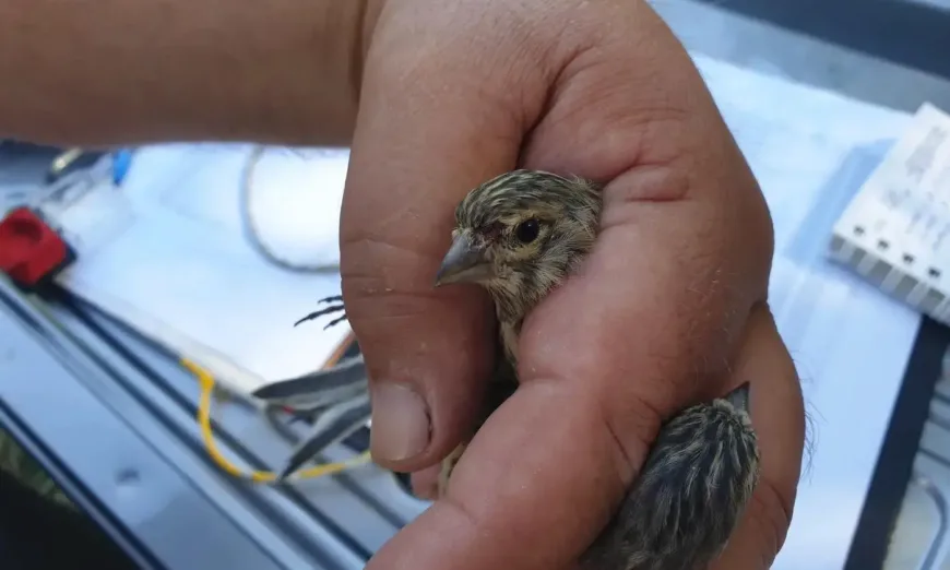 защитени видове птици-РИОСВ Бургас