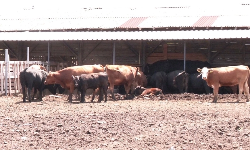 vasil-damianov-ferma