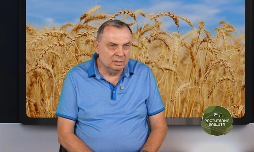 Добра година за житните култури, оптимистични очаквания за пролетниците