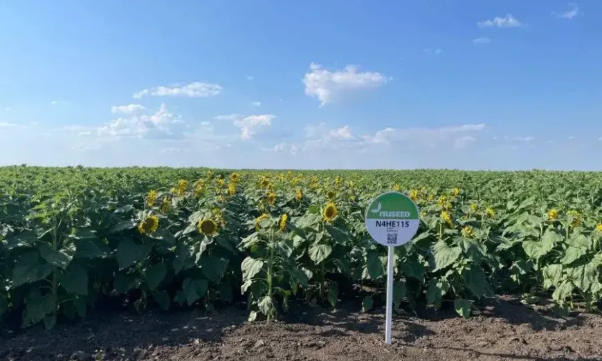 nuseed2