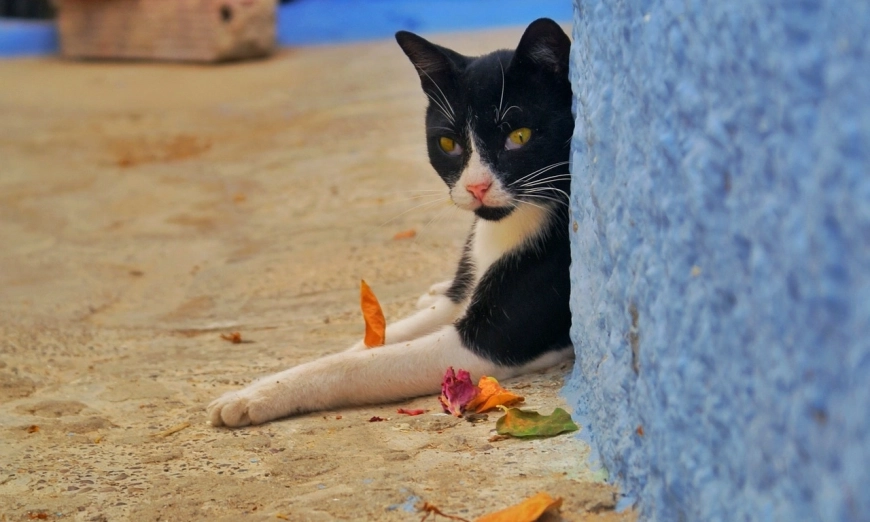 dogs-and-cats