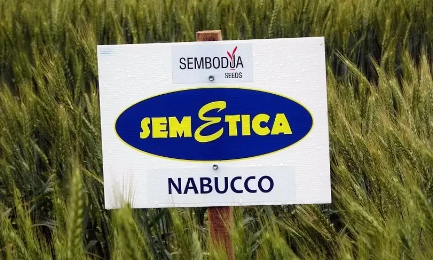 nabuko