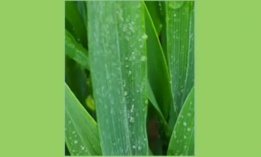 septoria